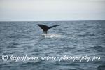 Norway - Lofoten - Whale series I7